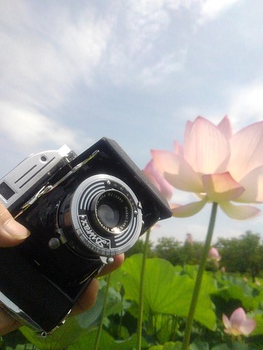 konishirokuとハスの花