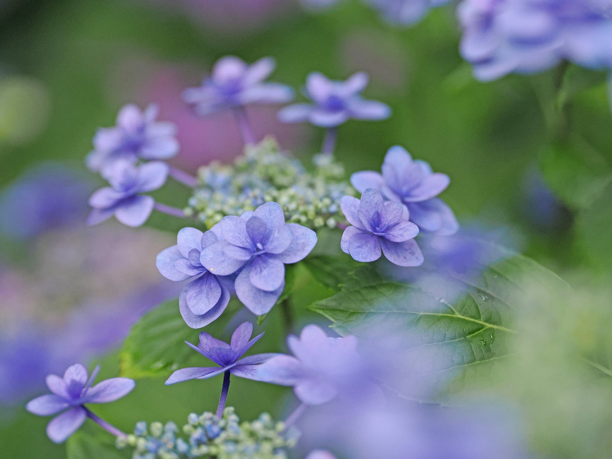 隅田の花火
