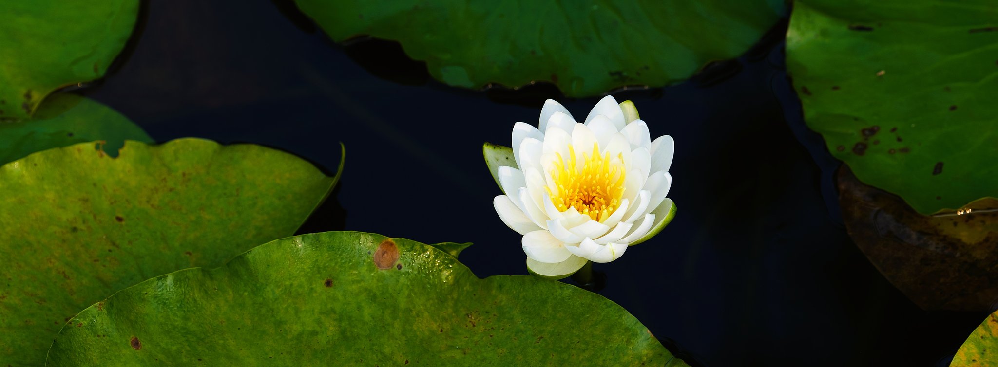 水蓮