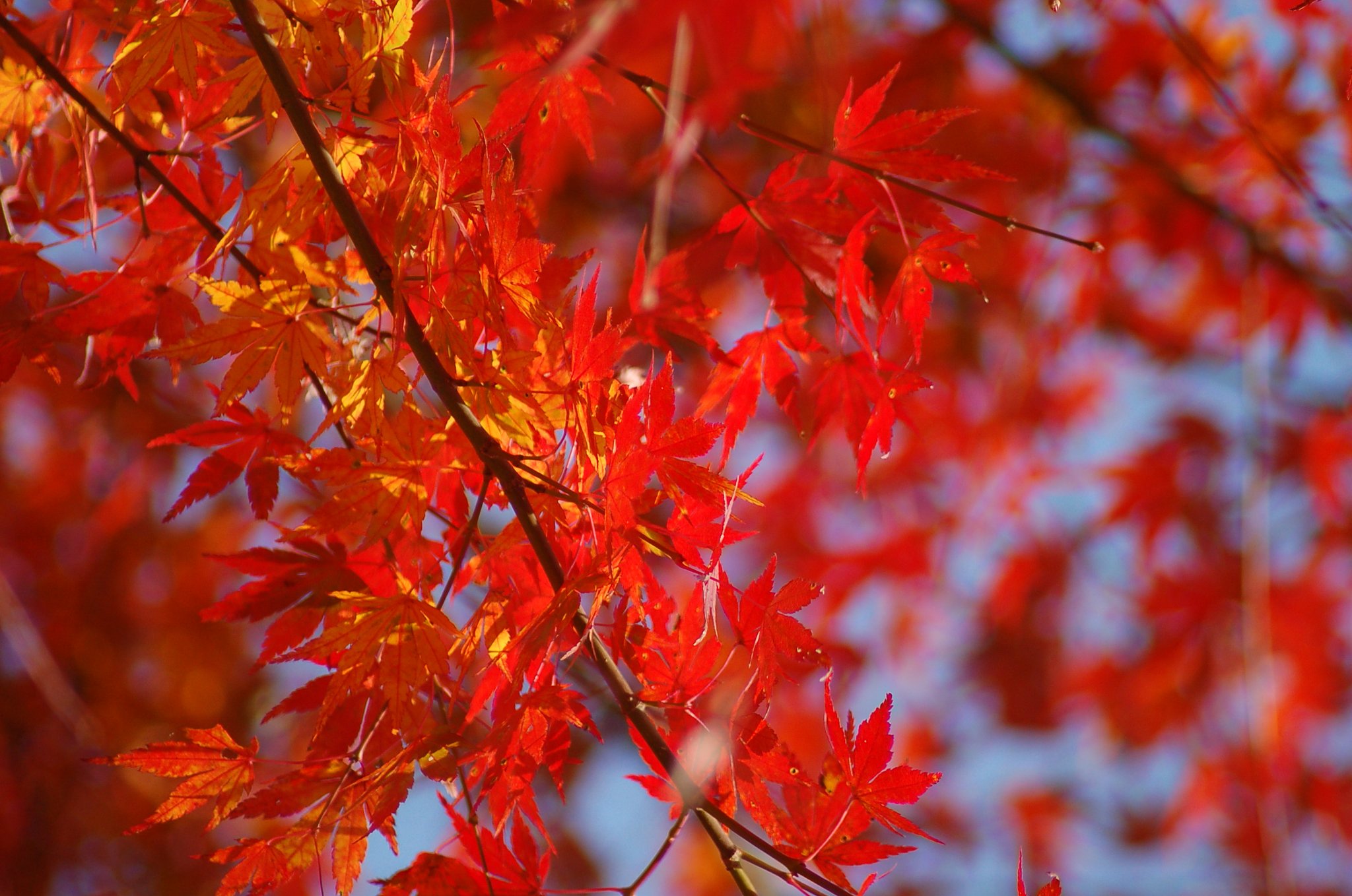 ちょこっとだけ紅葉