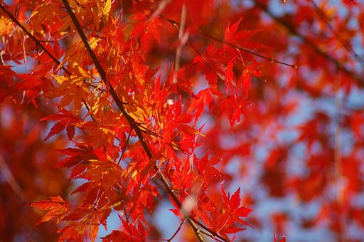 ちょこっとだけ紅葉