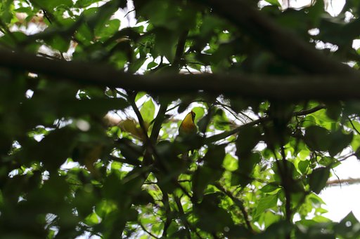6月15日の写真