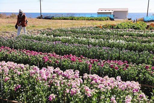 海の見える花畑