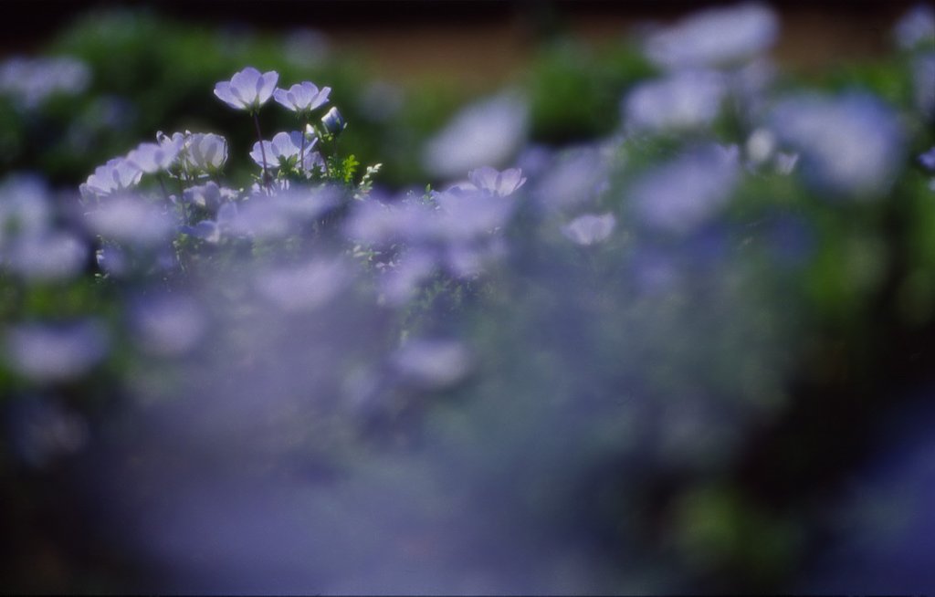 蒼い花