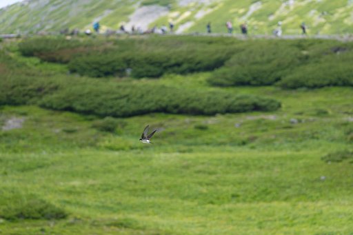 イワツバメ、びゅんびゅん