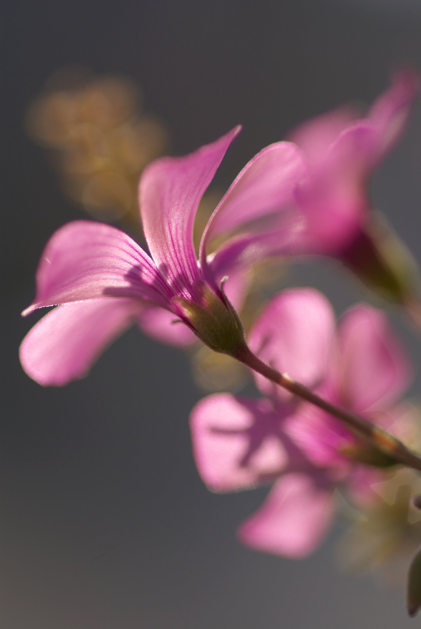 華