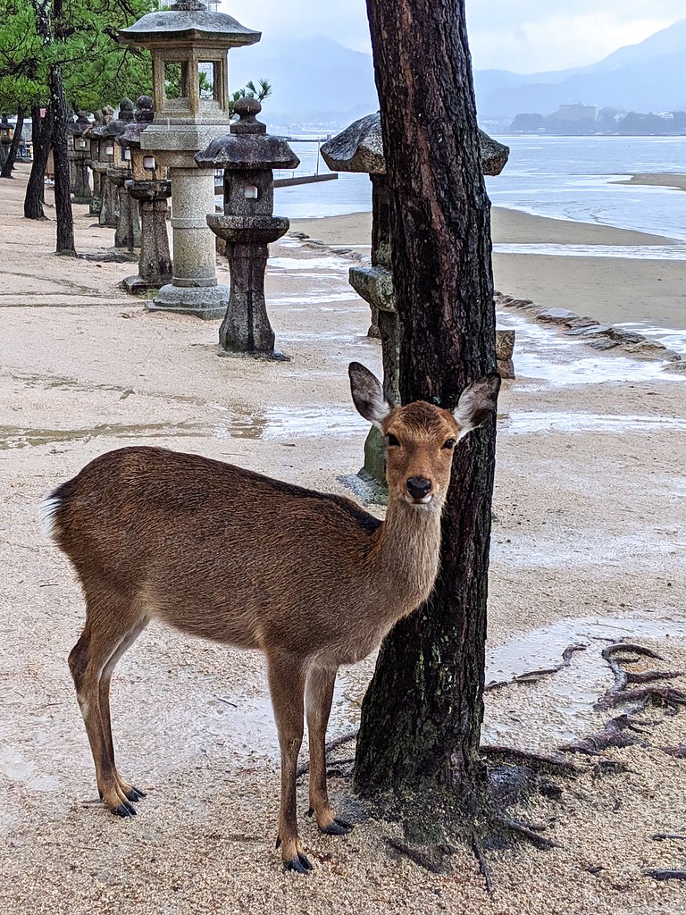 厳島神社