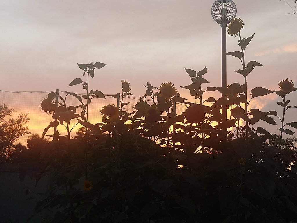 夏の夕暮れ