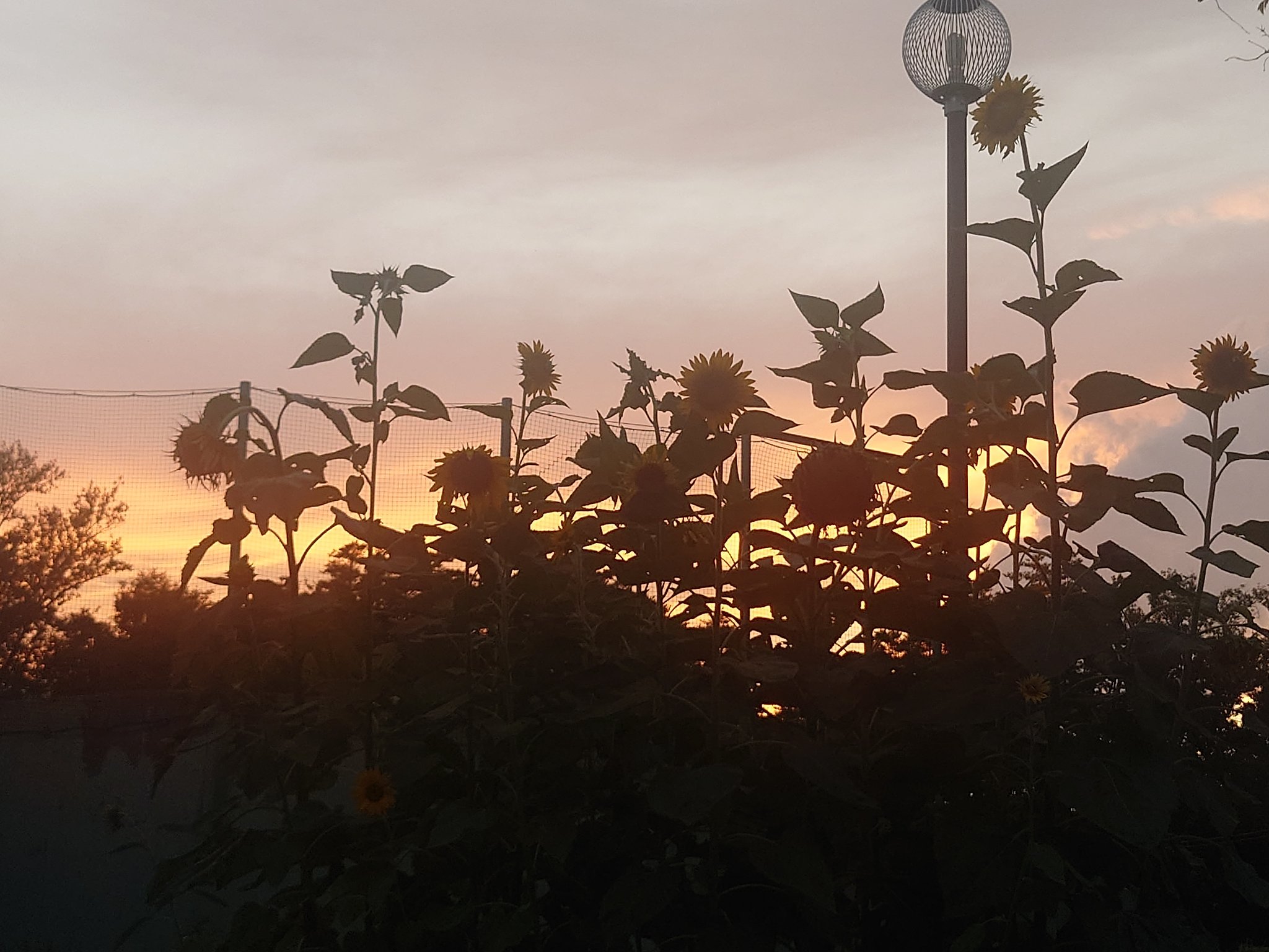 夏の夕暮れ