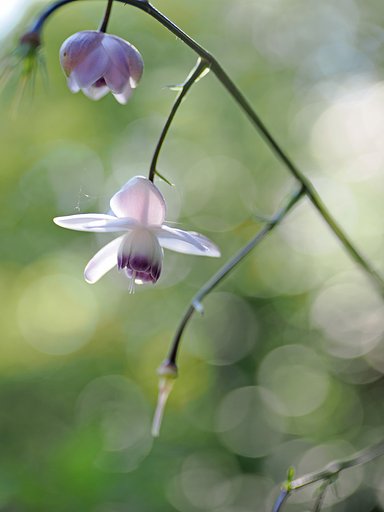 レンゲショウマ◎VARIO SUMMILUX25-50mm(1