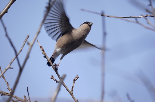 ウソ♀