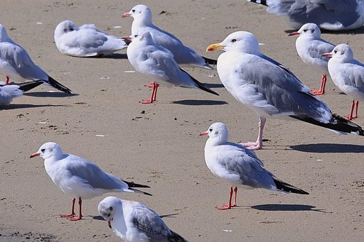 甲子園浜にて