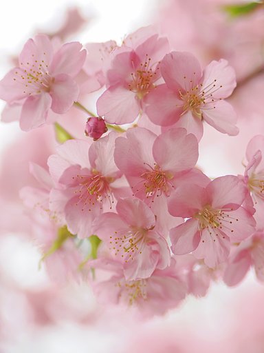 春めく時３