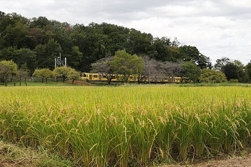 黄色の待ち合わせ