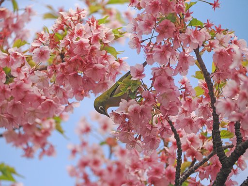 春の色２