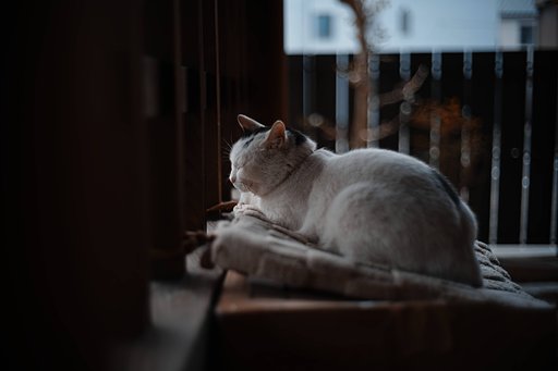 ネコ寺