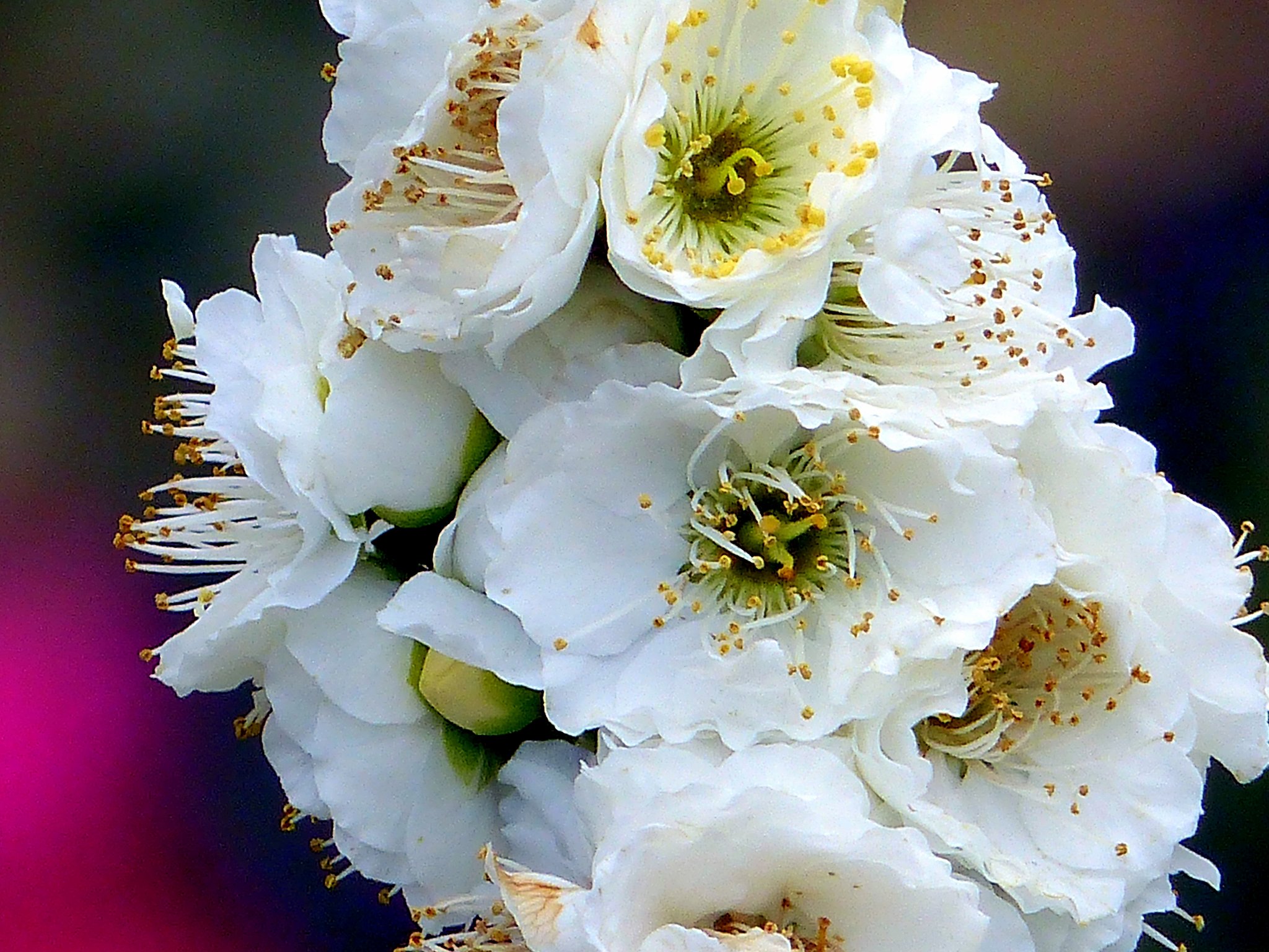 梅の花UP
