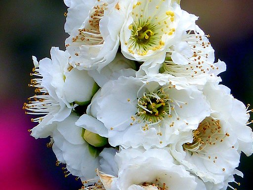 梅の花UP