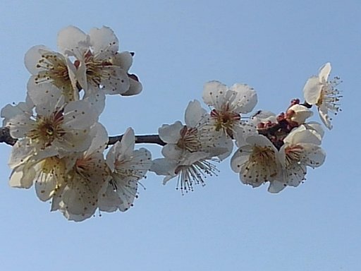 青空と似合う梅