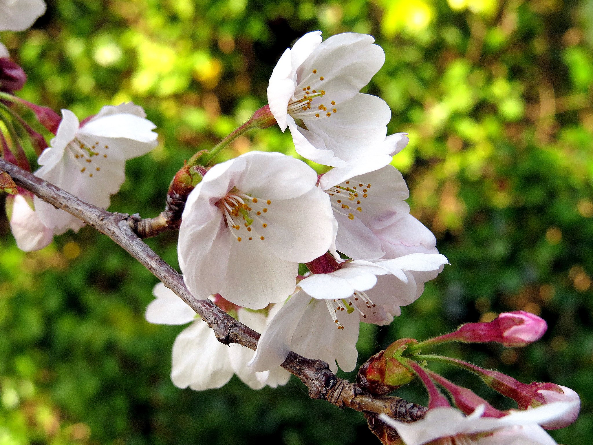 散歩で撮った桜