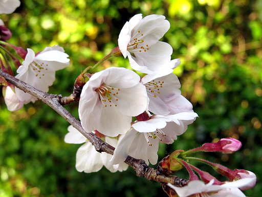 散歩で撮った桜