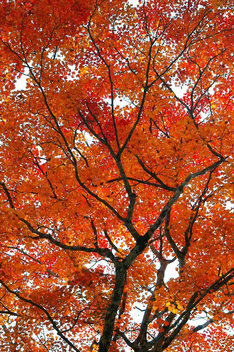 照葉狭の紅葉（３）