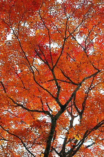 照葉狭の紅葉（３）
