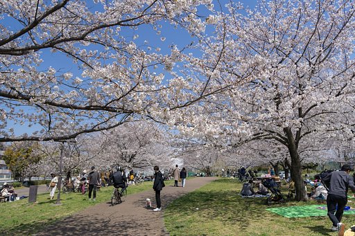 爽やかなお花見日和