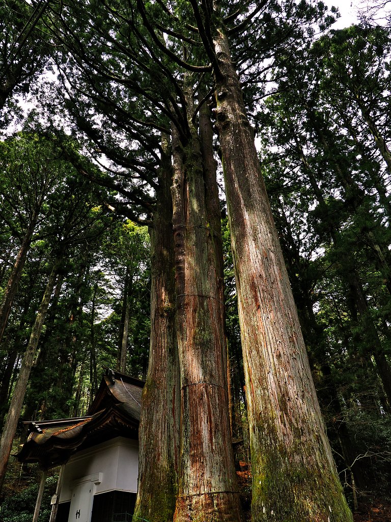 三本杉