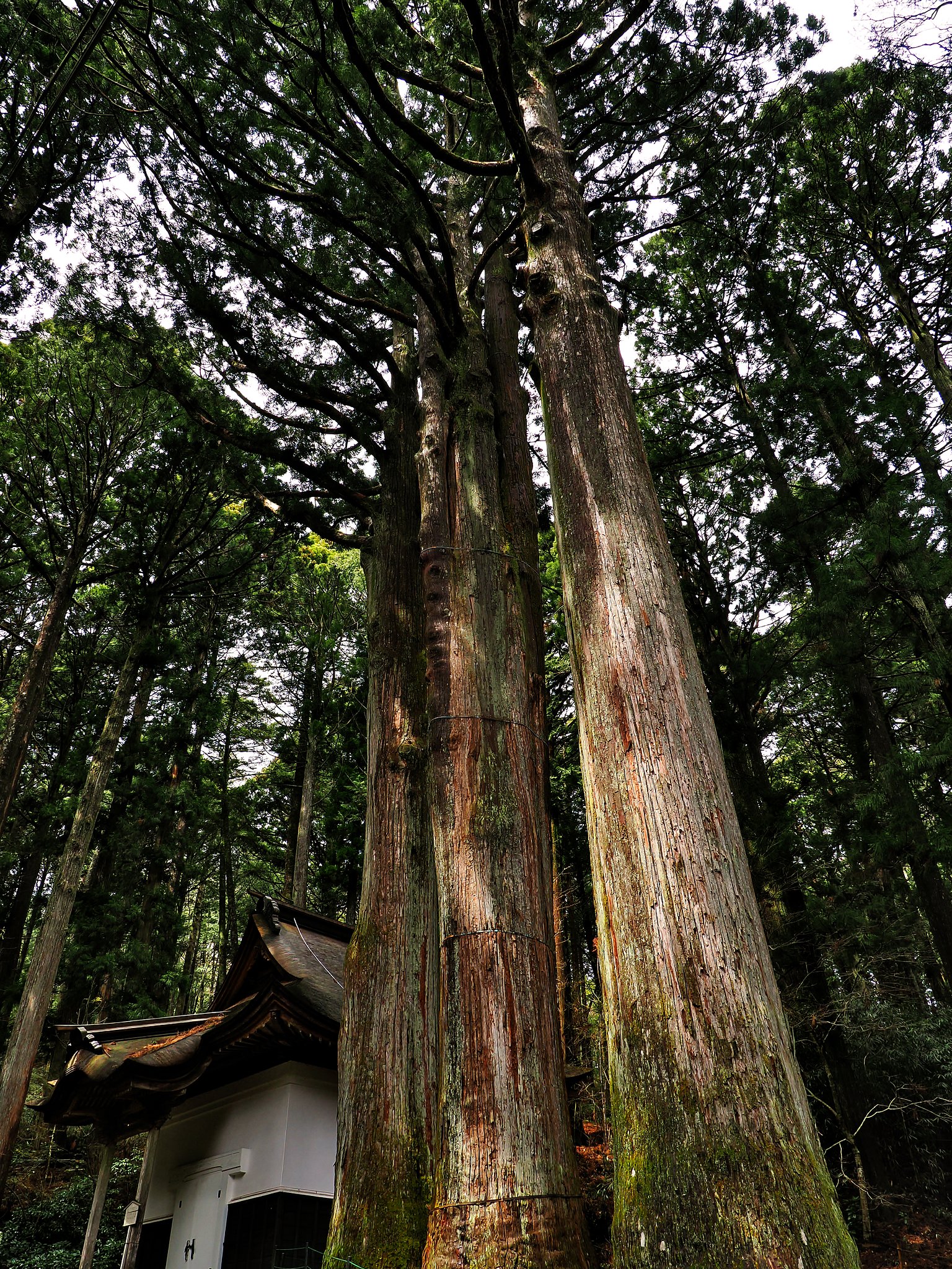 三本杉