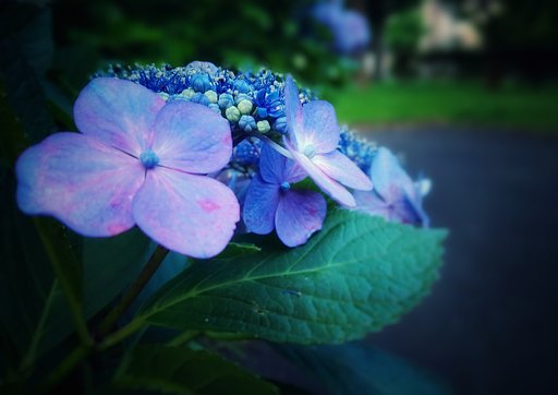 日陰で見つけた宝石