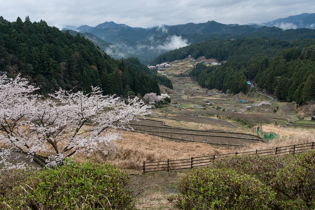 深山の春_四谷千枚田（最上部より）