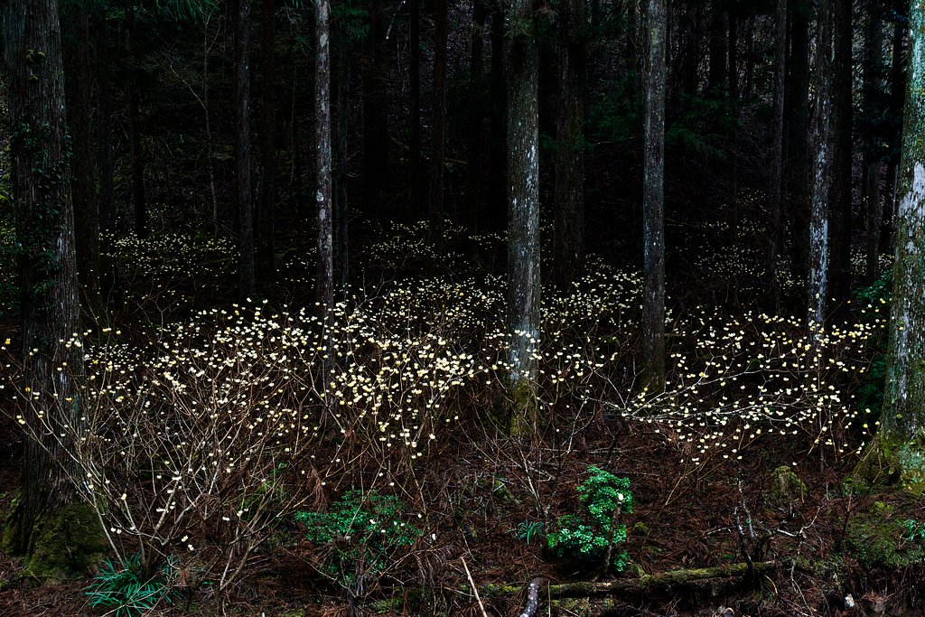 深山の春の地上の天の川