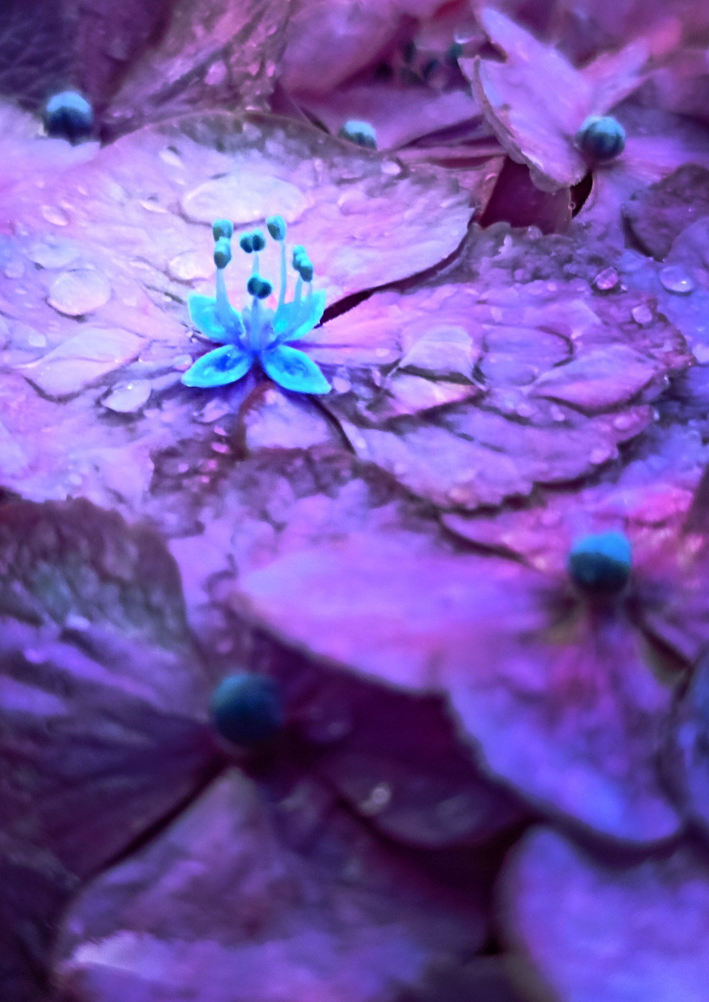 雨のステージ