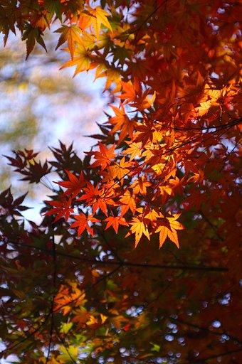 【陽光】紅葉も終わりかな？
