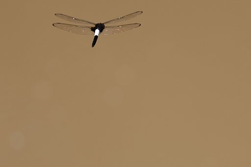 腰空蜻蛉