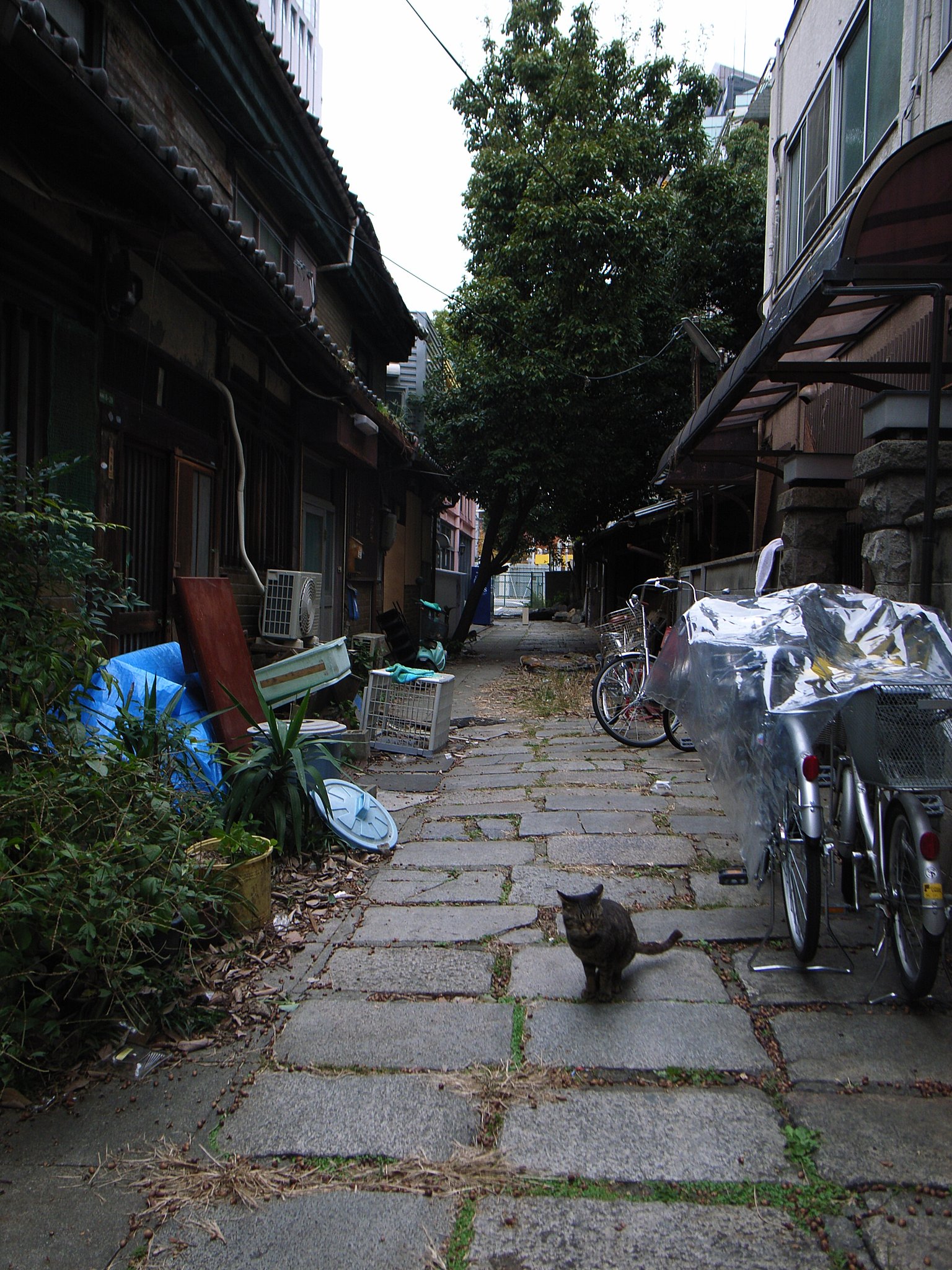 猫の巣