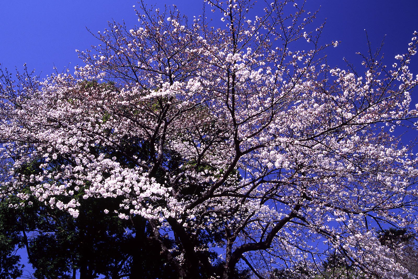 こういう感じで撮ってみるのはどうでしょう？