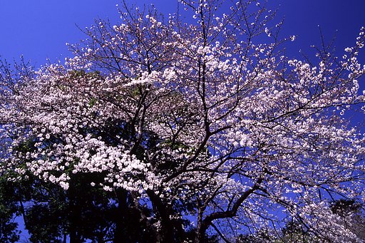 こういう感じで撮ってみるのはどうでしょう？