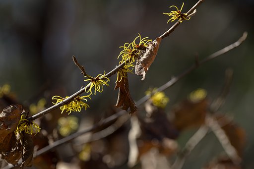 錦糸卵の輝き