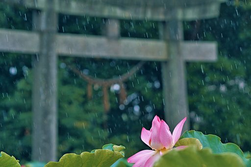 雨降り３