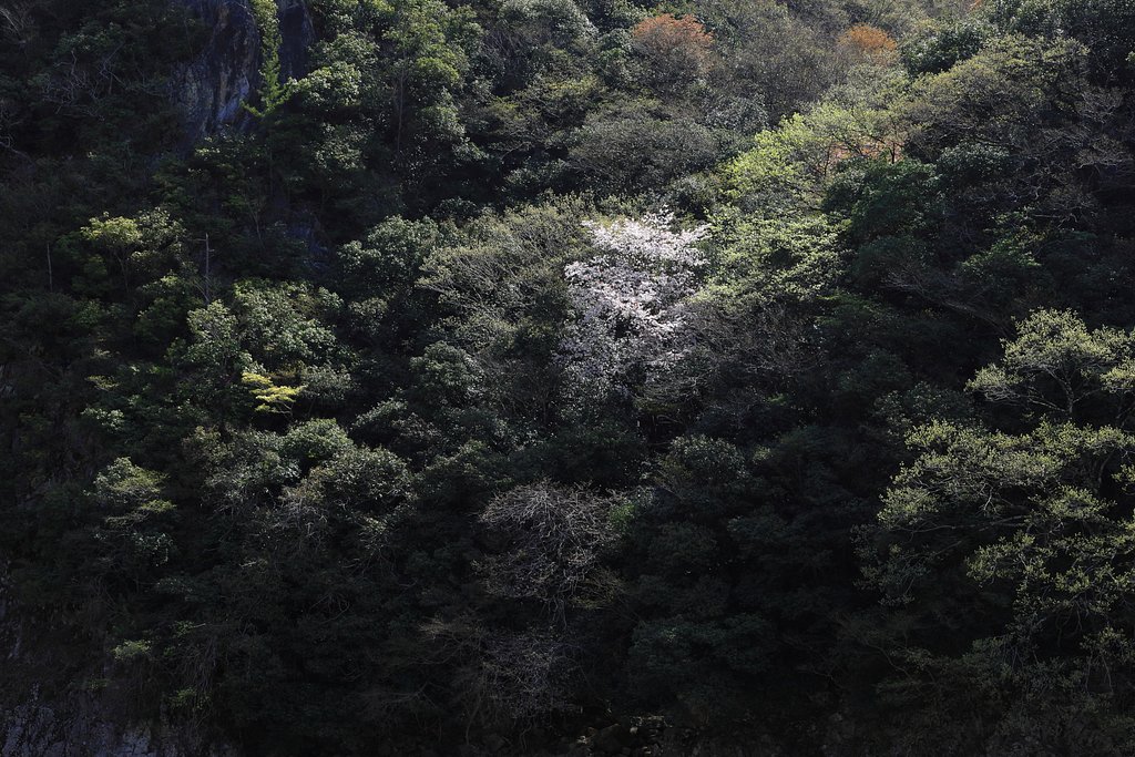 川沿いの道を散歩していましたら