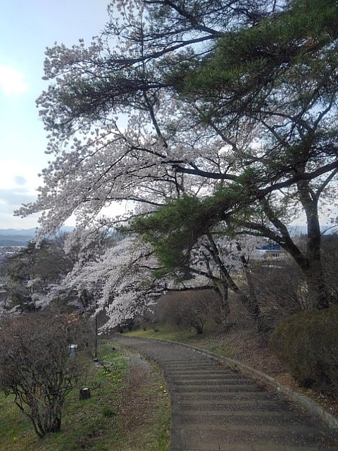 長峰公園の丘の階段にある桜