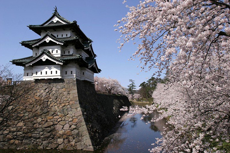弘前の桜