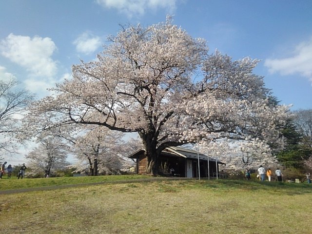 芝生の広場の桜