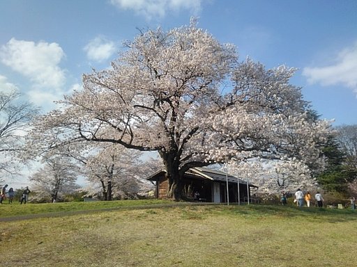 芝生の広場の桜