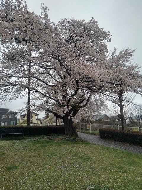 雨の日の桜