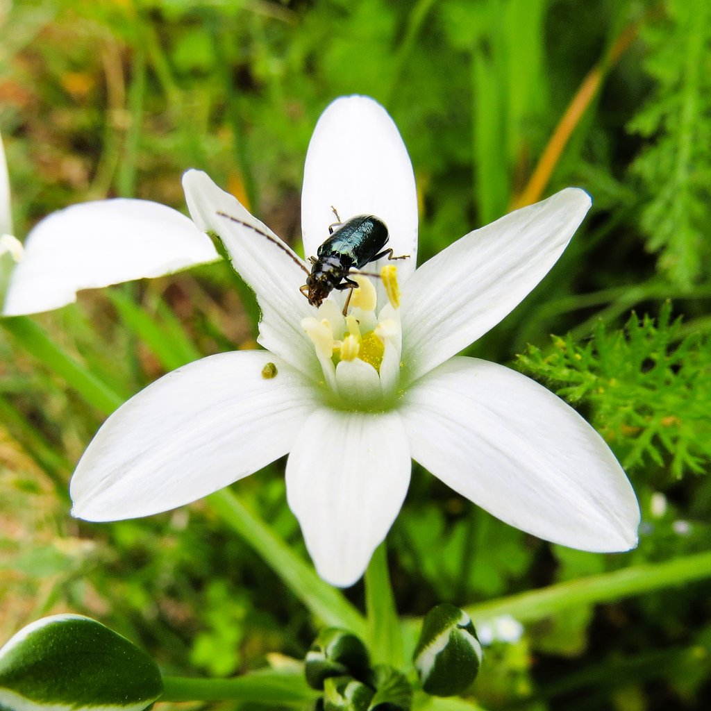 花に虫が