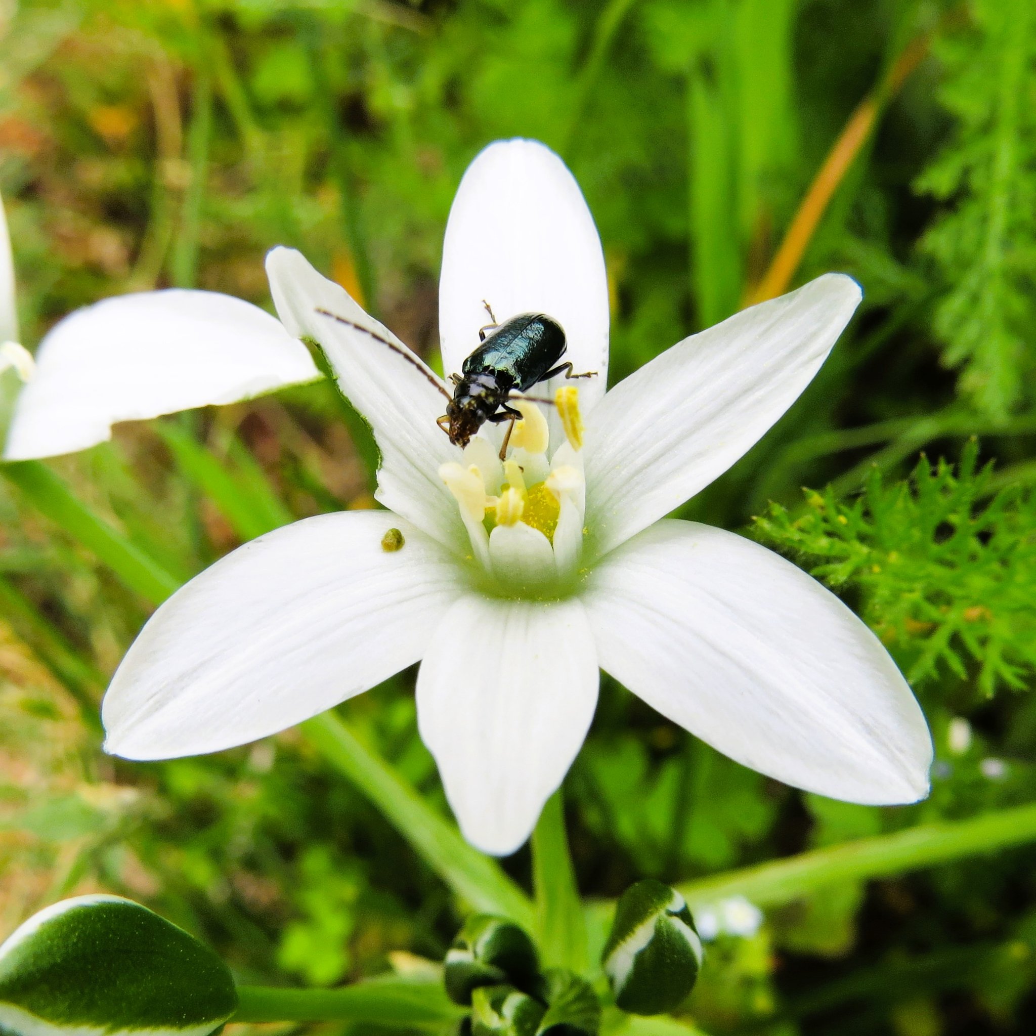 花に虫が