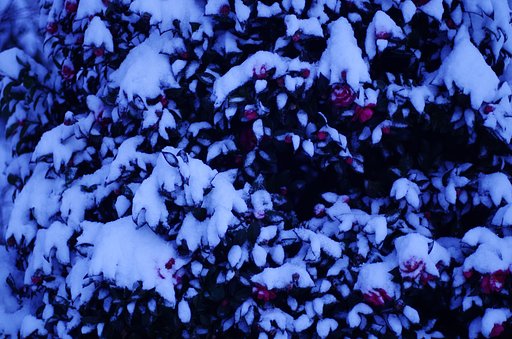 2月8日の写真